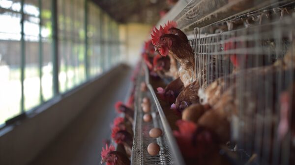 Chickens at the Somali Poultry Farm in Mogadishu, Somalia. Original public domain image from Flickr