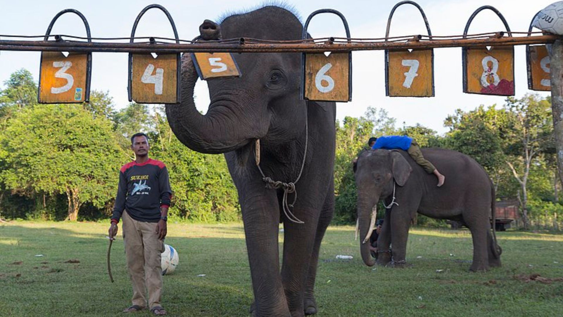 Escaped Circus Elephant Stomps Through Traffic In Montana