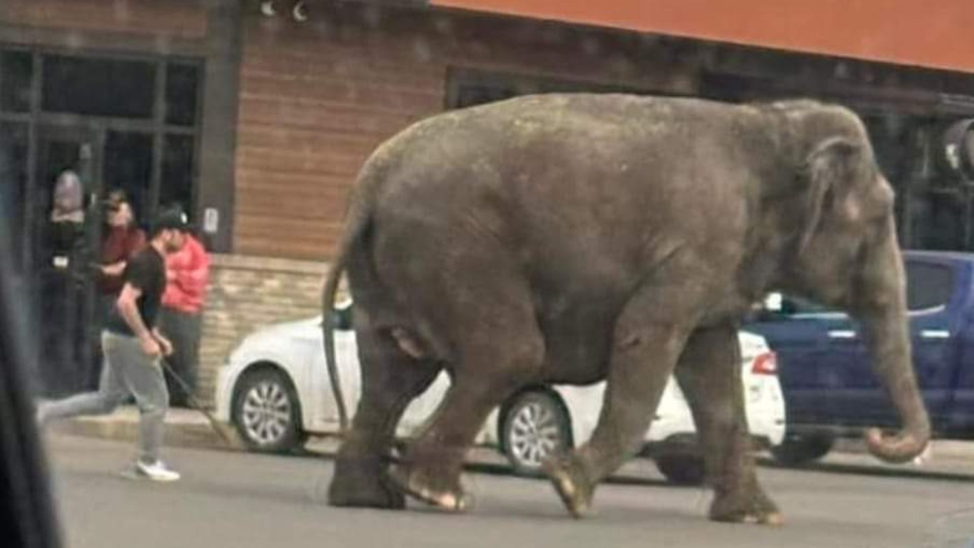 Escaped Circus Elephant Stomps Through Traffic In Montana - Screengawk