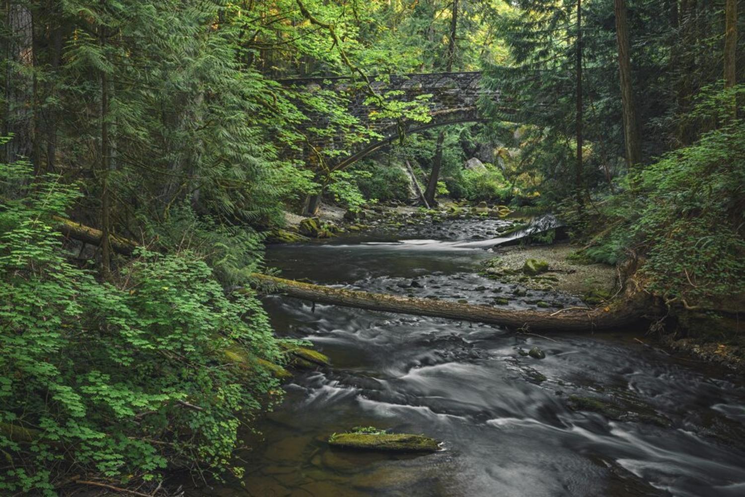 A photograph of a beautiful river flowing through a thickly wooded forest