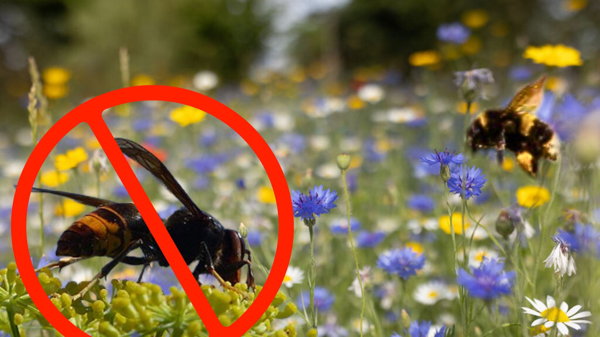 An Invasive Species Killing Bees Can Be Wiped Out With a Strange New ...